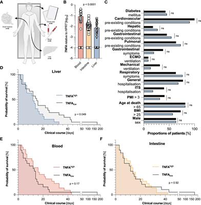 TNFα aggravates detrimental effects of SARS-CoV-2 infection in the liver